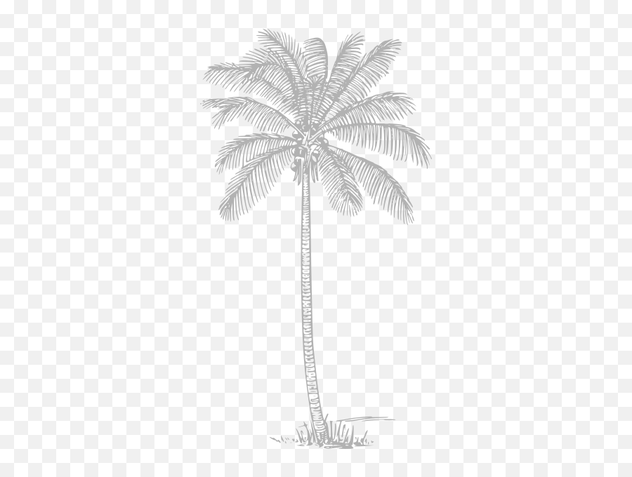 Gray Palm Tree Clip Art - Vector Clip Art Palm Tree Drawing Png,Palm Tree Png Transparent