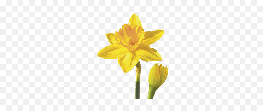 Free Daffodil Transparent Background - Flower Daffodil Png,Daffodil Png