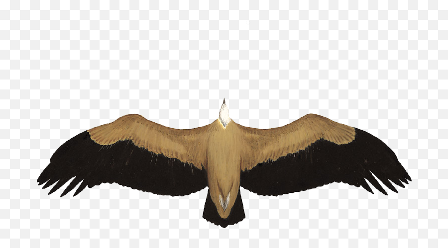 Griffon Vulture - Condor Png,Vulture Transparent