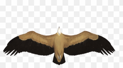Griffon Vulture - Condor Png,Vulture Transparent