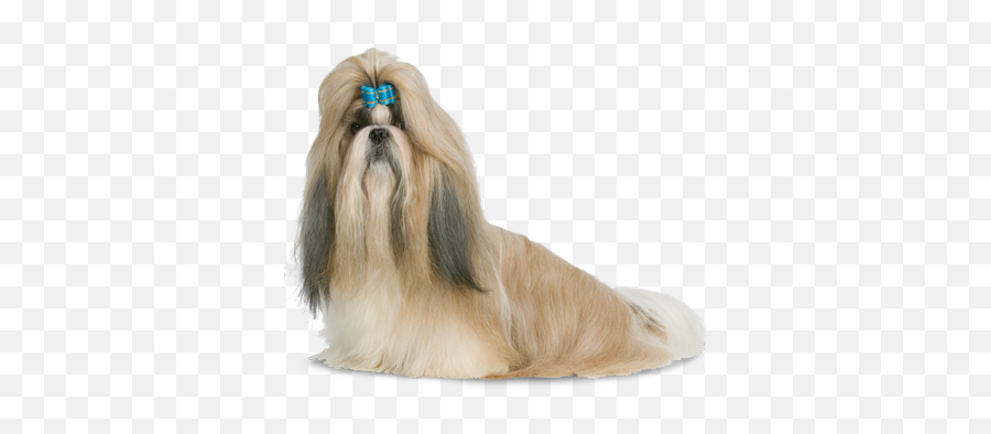 Download Shih - Vulnerable Native Breeds Png,Shih Tzu Png