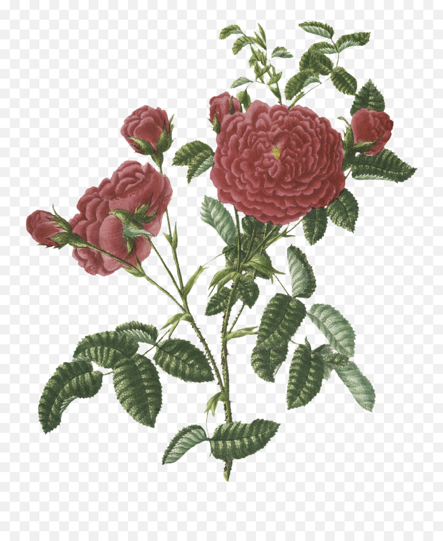 Roses Vintage Flowers - Free Image On Pixabay Garden Roses Png,Vintage Roses Png