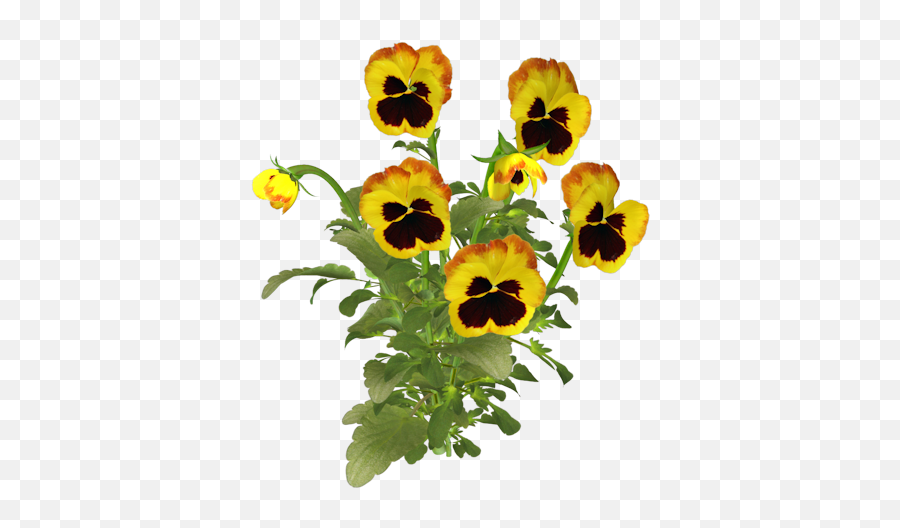 Clip Art Graphics - Yellow Pansies Png,Poppies Png