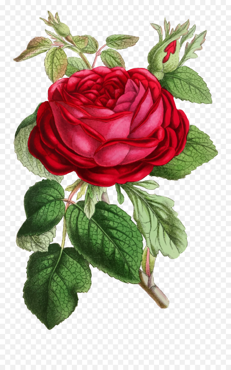 Clipart Roses Illustration - Rose Illustration Vintage Png,Vintage Flower Png