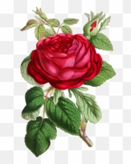 Clipart Roses Illustration - Rose Illustration Vintage Png