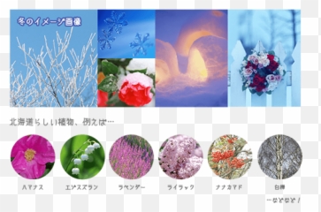 Snow Miku Vocaloidfan01 - Floral png
