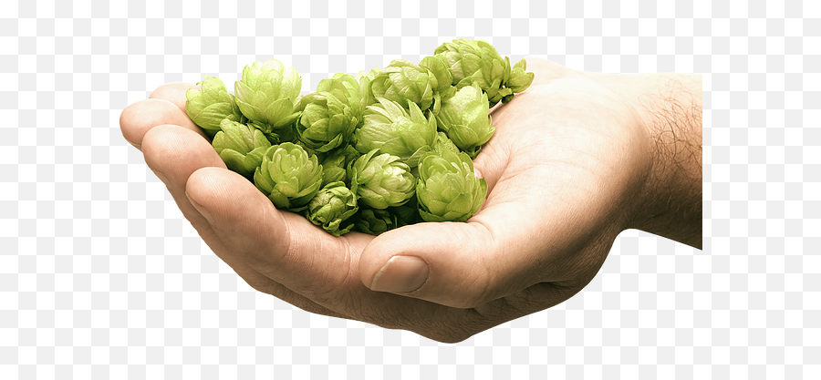 Craft Beer Brewers - Brussels Sprout Png,Hops Png