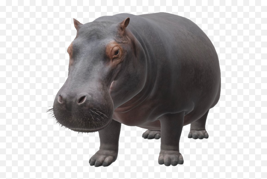 Google 3d Animals U0026 Ar Objects Full List Gallery - Ar Animals Hippo Google 3d Png,What Is The Hippo Icon On My Galaxy S6