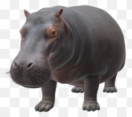 Google 3d Animals U0026 Ar Objects Full List Gallery - Ar Animals Hippo 3d png