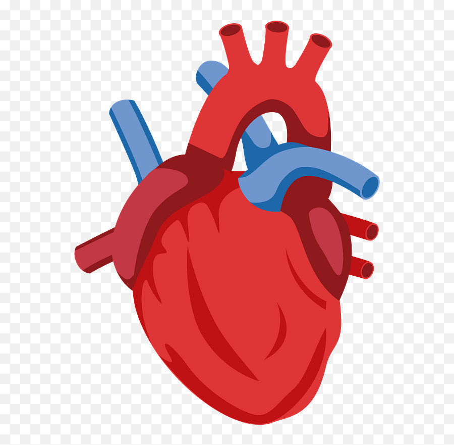 Human Heart Clipart Free Download Transparent Png Creazilla - Human Heart Clipart Png,Hearts Icon Png