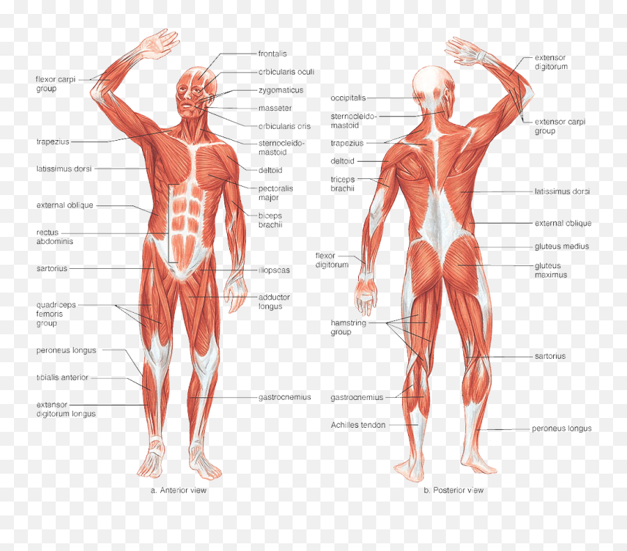 Library Of Anatomy Graphic Download Muscles Png - Muscular System With Parts,Muscles Png