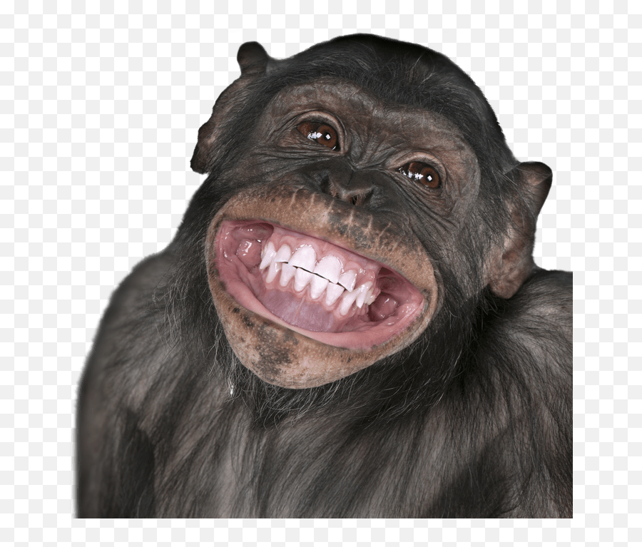 Funny Monkey Transparent U0026 Png Clipart Free Download - Ywd Monkey Face,Funny Png