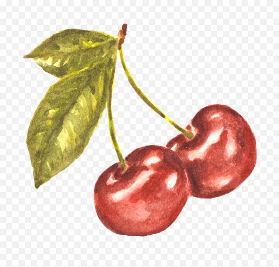 Pair Of Cherries Watercolor Study - Transparent Cherry Watercolor Png,Cherries Png
