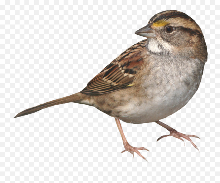 Sparrow Standing Png Image - Sparrow Png Transparent,Sparrow Png