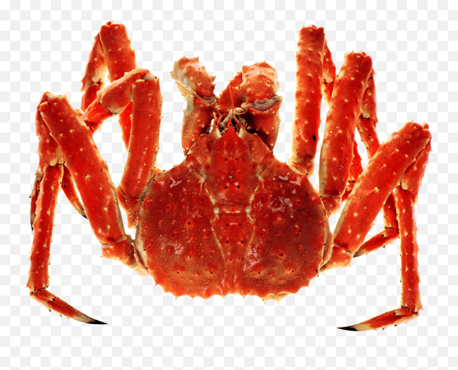 Crab Png Transparent Background Images For Free Download 1
