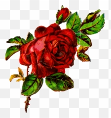 Antique Images Free Shabby Chic Red Rose Grunge - Png