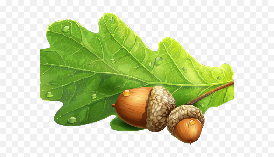 Download Acorn Clipart Oak Leaf - Oak Leaf Acorn Png,Acorn Transparent Background