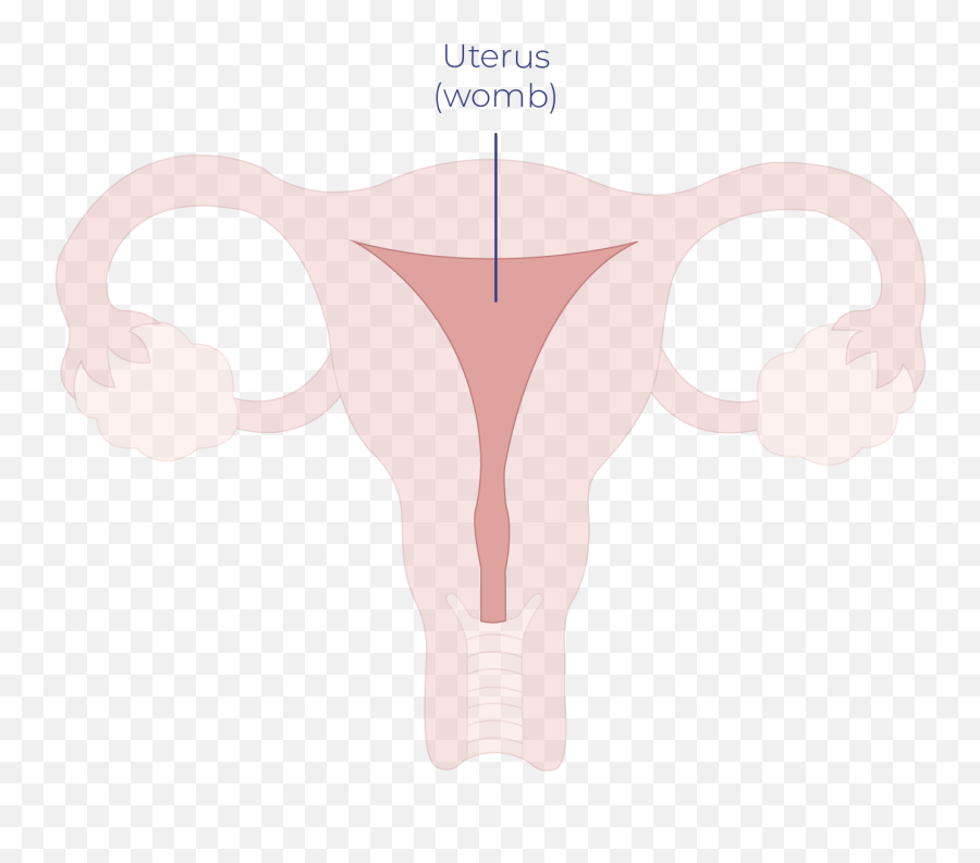 Uterine Cancer - Illustration Png,Uterus Png