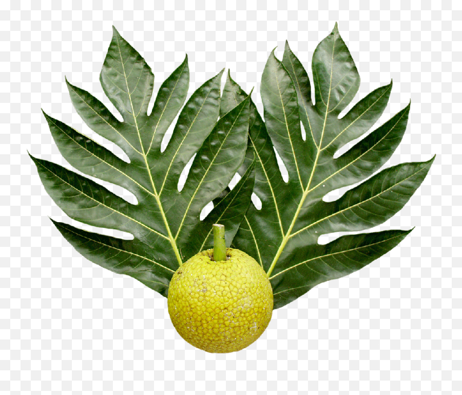 Breadfruit And Leaves Transparent Png - Stickpng Breadfruit Tree,Fruit Tree Png