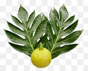 Breadfruit And Leaves Transparent Png - Stickpng Breadfruit Tree,Fruit Tree Png