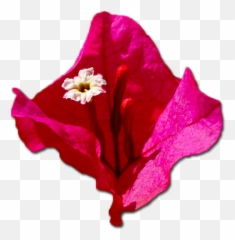 Bougainvillea Png 1 Image - Bougainvillea,Bougainvillea Png