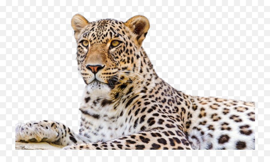 Persian Leopard Snow Desktop - Amur Leopard Png,Snow Leopard Png