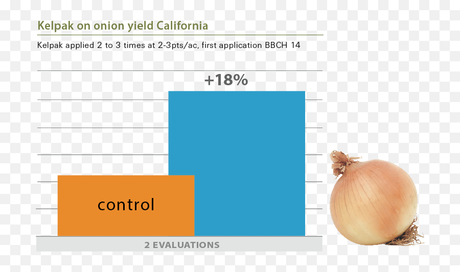Kelpak - Onion Png,Onion Transparent Kelpak - Onion Png,Onion Transparent