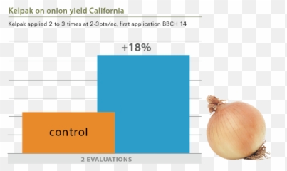 Kelpak - Onion png