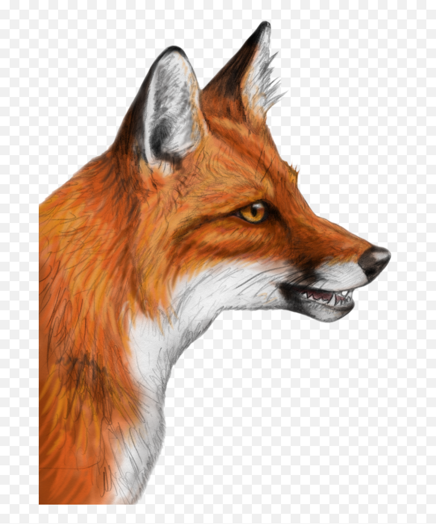 Fox Clipart Christmas Transparent Free For - Realistic Fox Drawing Png,Fox Clipart Png