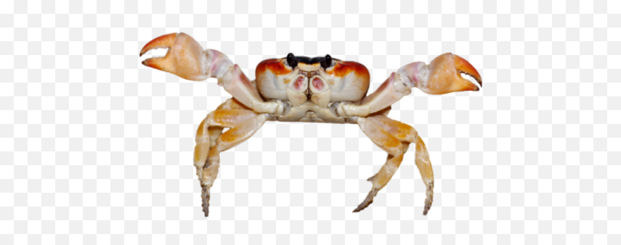 Crab Cosmosdex - Imagenes De Animales Acuaticos Fondo Blanco Png,Crab Png