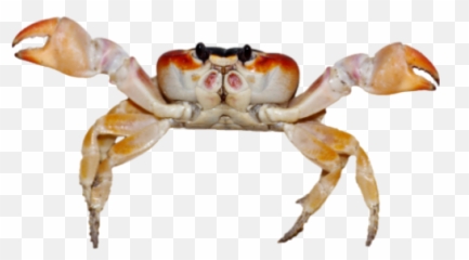 Crab Cosmosdex - Imagenes De Animales Acuaticos Fondo Blanco Png,Crab Png