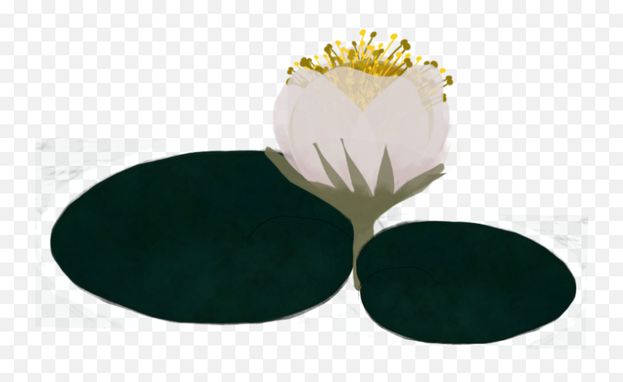 Download Popular - Water Lily Png Image With No Background Paper,Water Lily Png