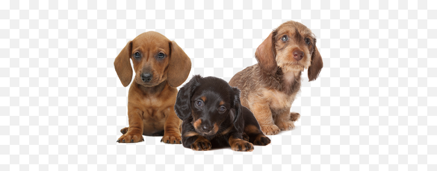 Puppies Transparent Images Png Arts - Transparent Background Dachshund Png,Puppy Png