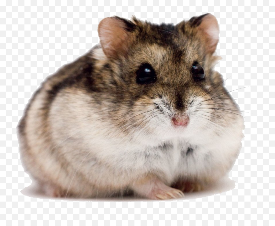 Cute Hamster Png High - Dwarf Hamster,Hamster Png