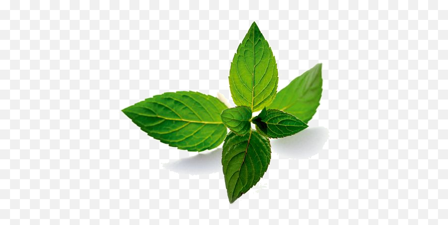Png Background - Herbs That Can Cure Autism,Mint Leaves Png