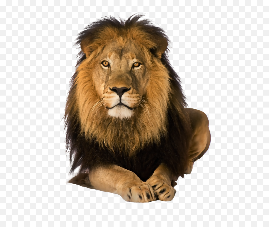 Lions Png Images Collection For Free Lion Roar