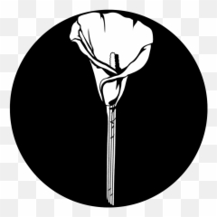 Apollo Lonely Calla Lily - Ville De Saint Etienne Png,Calla Lily Png