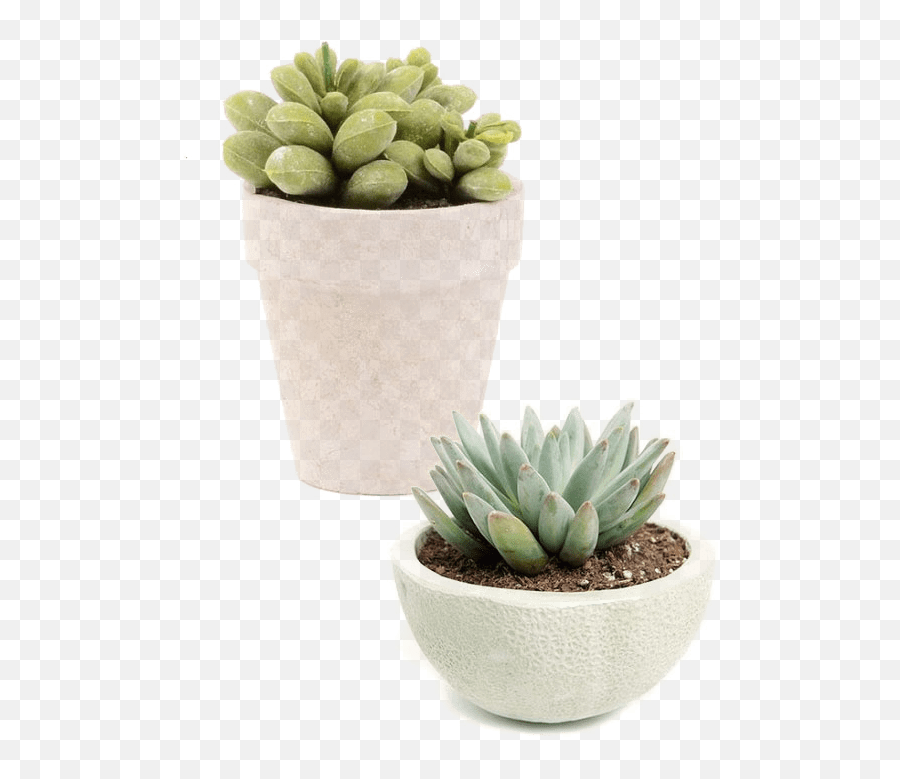 Agave Plant Png - Featured From Plant Store Niche Meme Pngs For Niche Memes,Meme Pngs