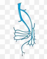 Vein Transparent Cartoon - Artistic Png,Veins Png