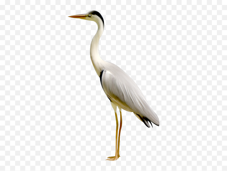 Transparent Crane Bird Png - Bird Crane,Crane Bird Png