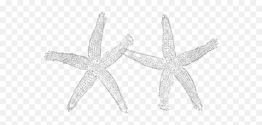 2 Light Gray Starfish Clip Art - Gray Starfish Clipart Png,Starfish Transparent