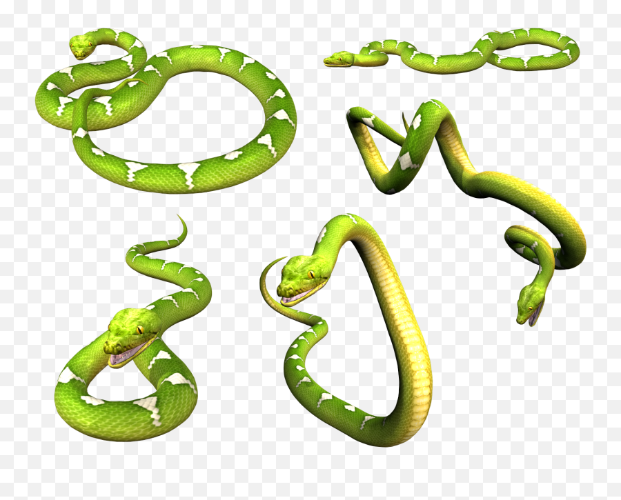 Snake Png Image Free Download Picture Snakes - Portable Network Graphics,Snake Clipart Png