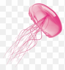 Jellyfish Transparent Background - Fish No png