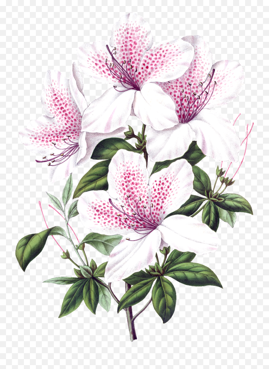 Beautiful Blooming Lily Flowers - Scientific Illustration Flowers Png,Flowers Transparent