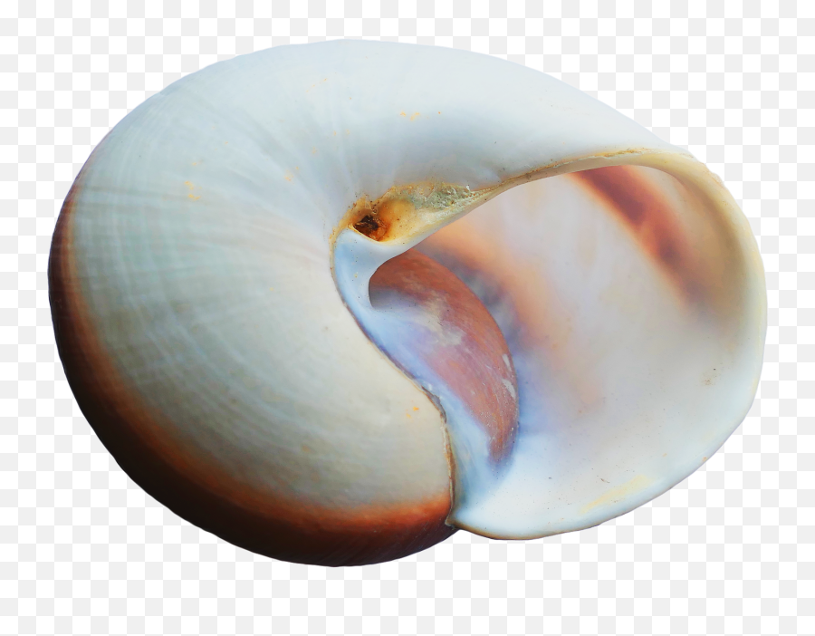 Sea Shell Png Transparent Image - Pngpix Portable Network Graphics,Sea Shell Png