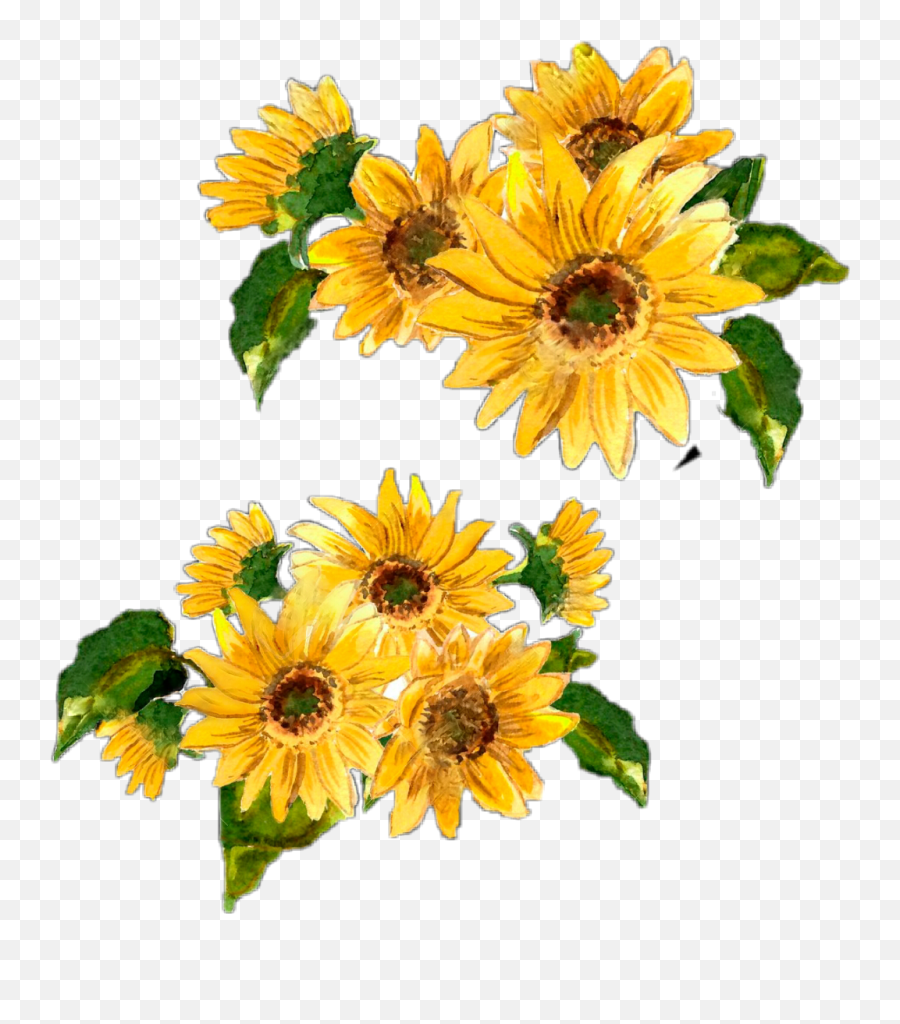 Watercolor - Harry Styles Sunflower Vol 6 Png,Watercolor Sunflower Png