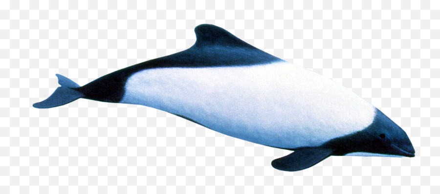 Vector Download Commerson S Dolphin - Dolphin Clipart Full Png,Dolphin Icon Png