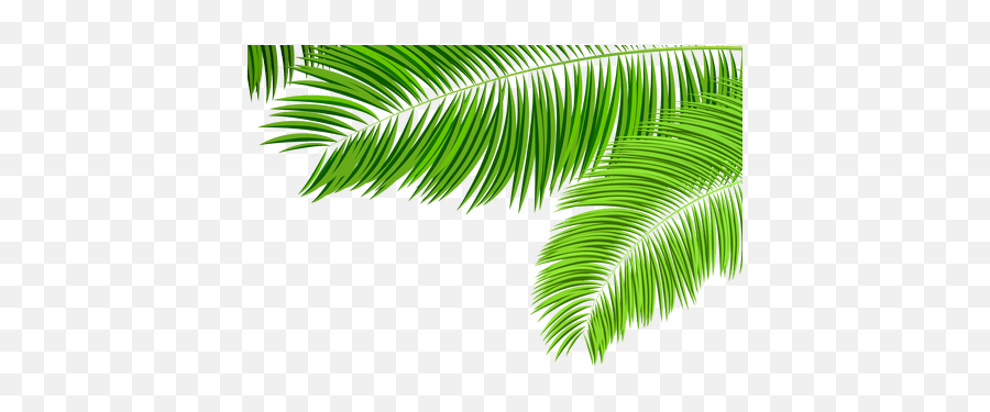 Download Hd Green Tropical Leaf Png K - Palm Tree Leaves Images Png,Tropical Leaf Png