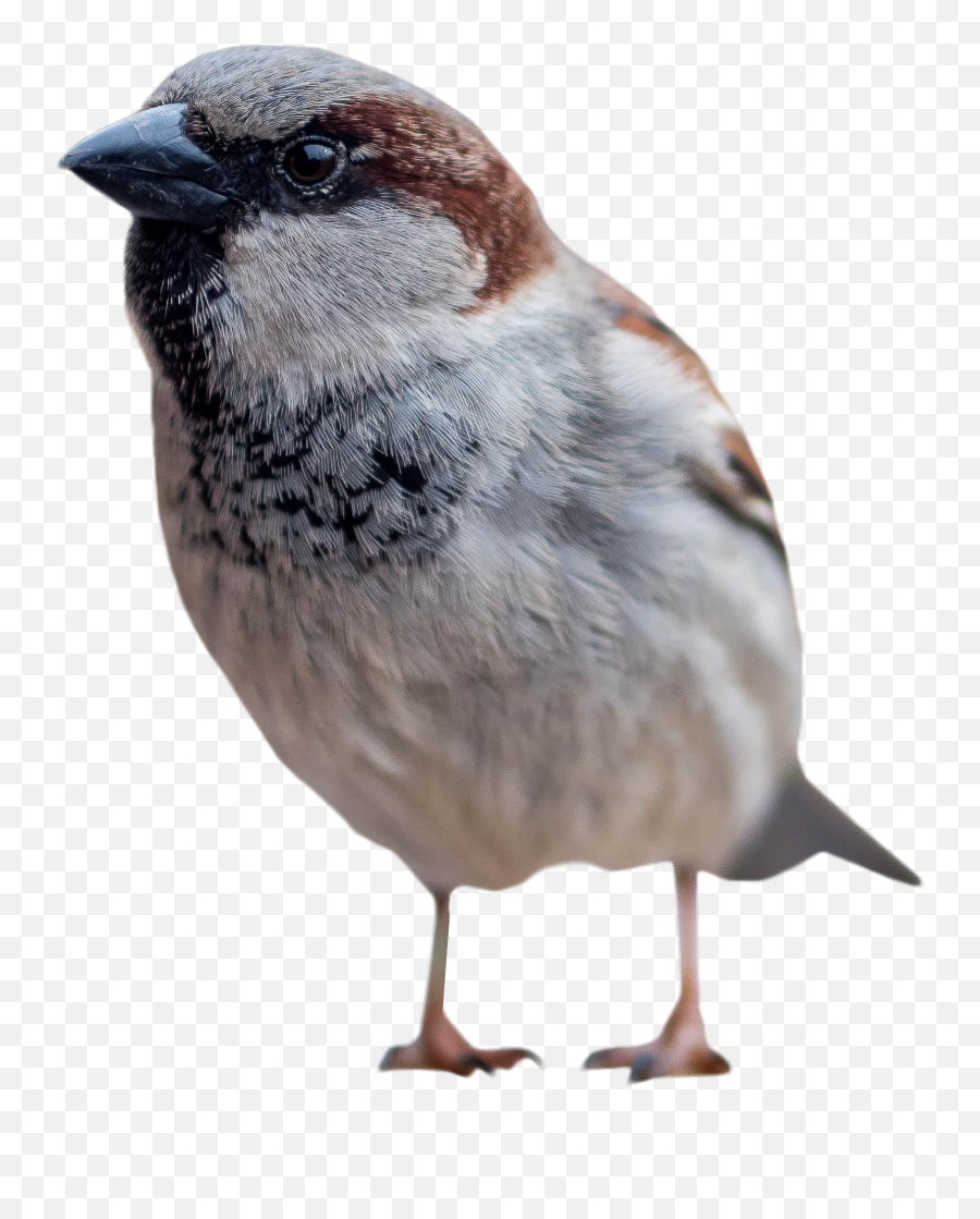 Download Sparrow Standing Png Image For - Bird Standing Png,Sparrow Png