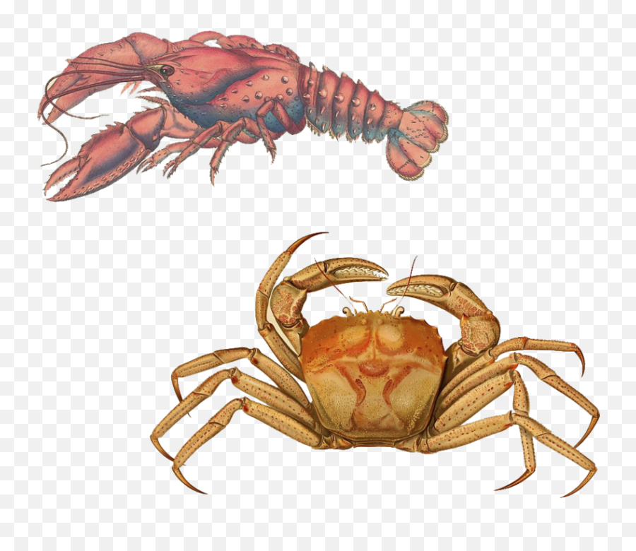 Lobster Transparent Background Png Arts - Crab Illustration Antique,Crab Transparent Background